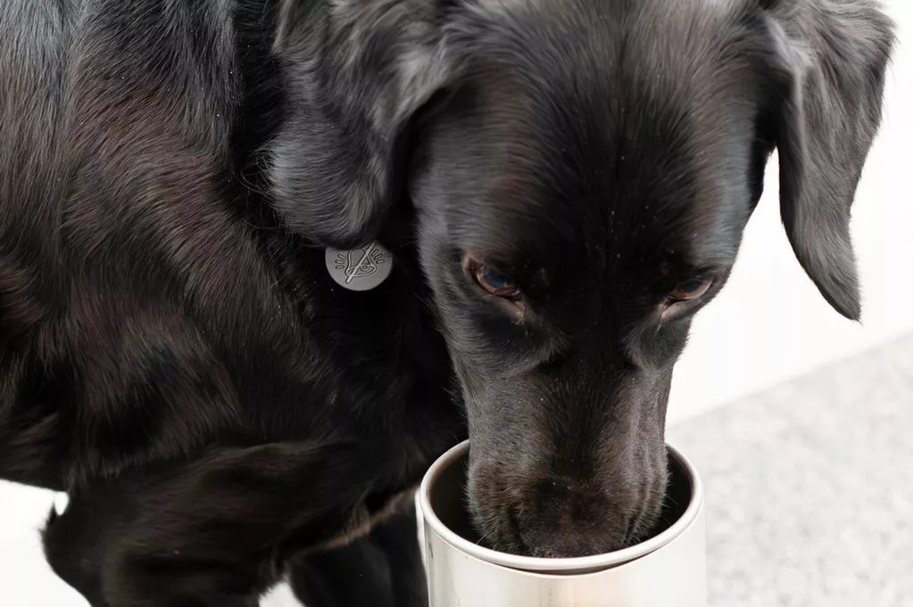 Kutya, aki képes kiszagolni a betegségeket