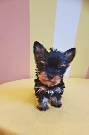 yorkshire terrier