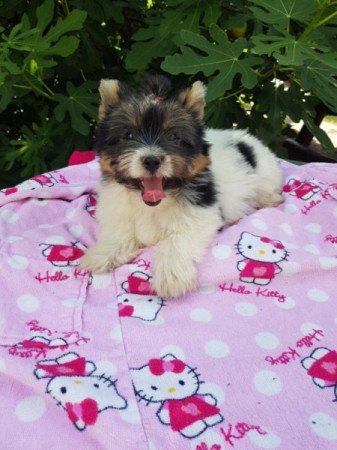Yorkshire terrier biewer