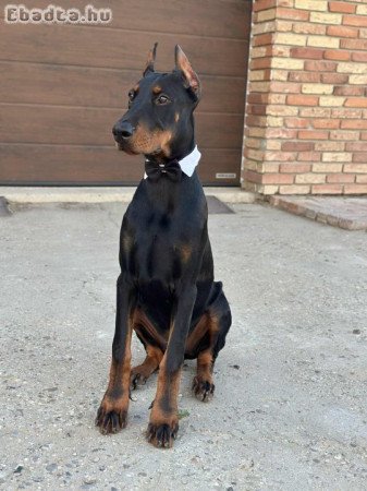 Dobermann kan eladó