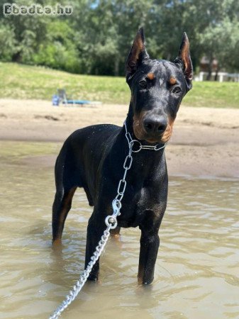 Dobermann kan eladó