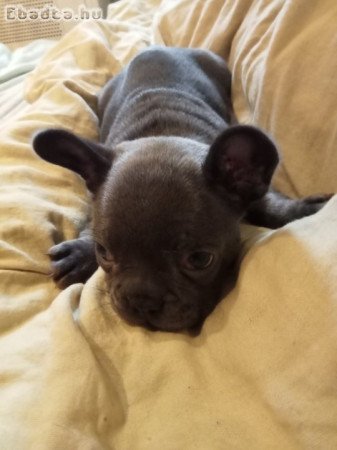 Francia bulldog kiskutyák eladók!