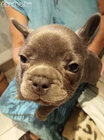 Francia bulldog kiskutyák eladók!