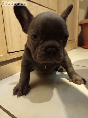 Francia bulldog kiskutyák eladók!