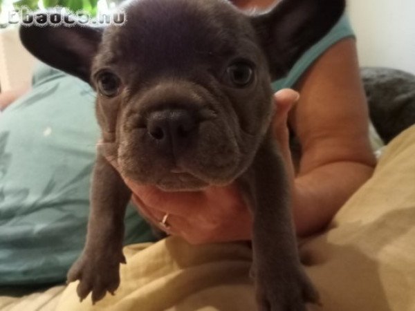 Francia bulldog kiskutyák eladók!
