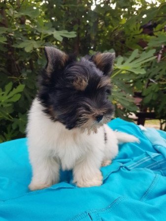 Yorkshire terrier biewer