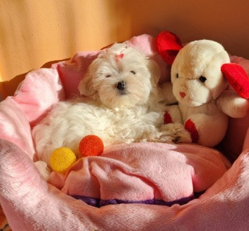 Bichon Havanese