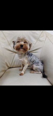 Yorkshire terrier