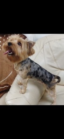 Yorkshire terrier