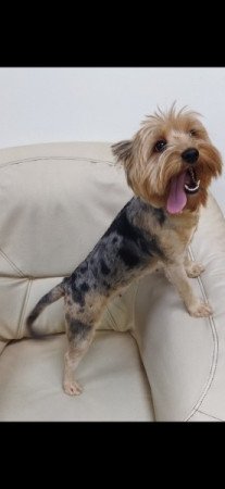 Yorkshire terrier