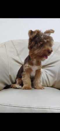 Yorkshire terrier