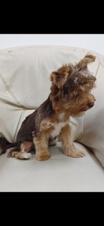 Yorkshire terrier