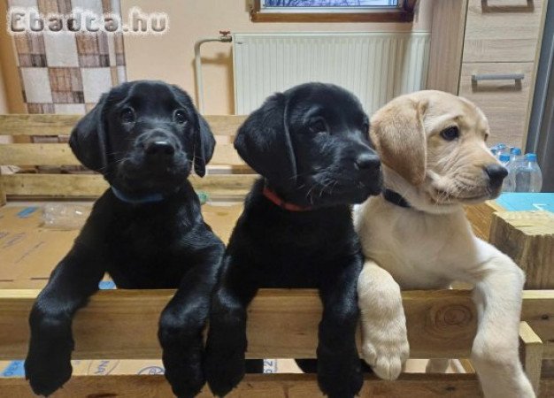 Labrador retriever kiskutyák