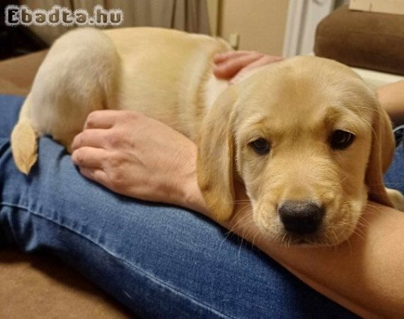 Labrador retriever kiskutyák