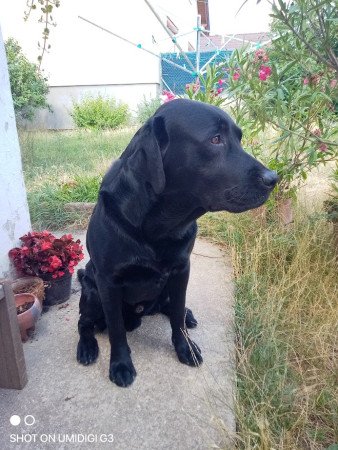 Labrador álomgazdit keres