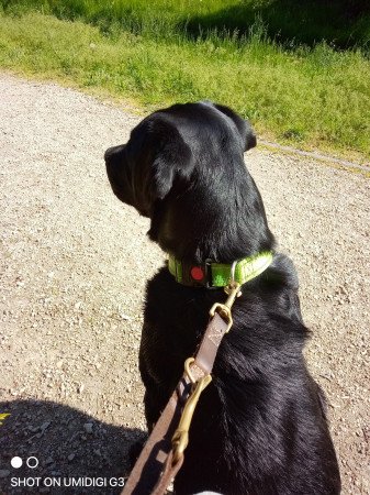 Labrador álomgazdit keres