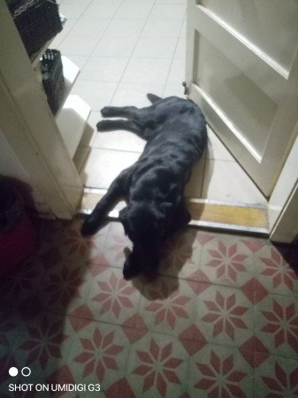 Labrador álomgazdit keres