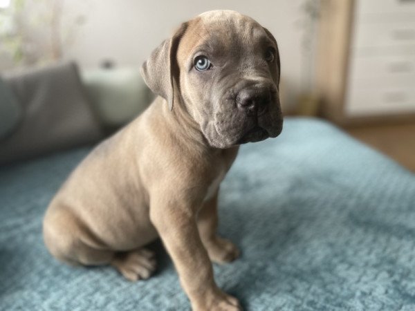 Cane Corso