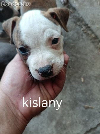 Amstaff kiskutyák