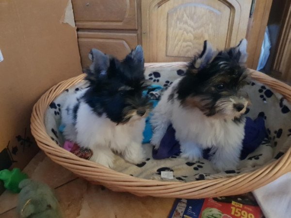 Yorkshire terrier biewer