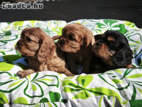 Cavalier king charles spániel kiskutyák