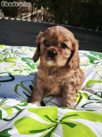 Cavalier king charles spániel kiskutyák