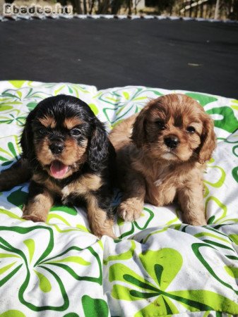 Cavalier king charles spániel kiskutyák