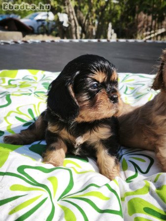 Cavalier king charles spániel kiskutyák