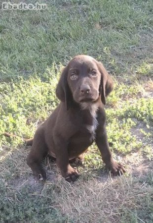 Eladó kan német vizsla