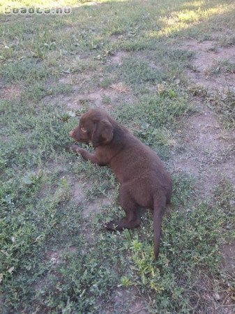 Eladó kan német vizsla