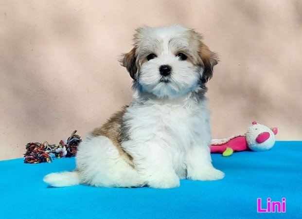 Bichon Havanese