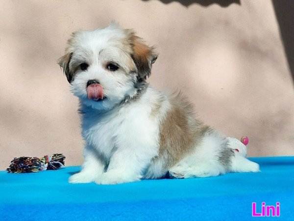 Bichon Havanese