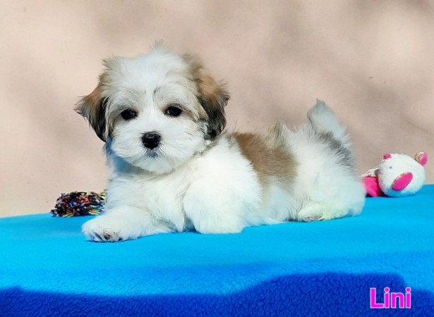 Bichon Havanese