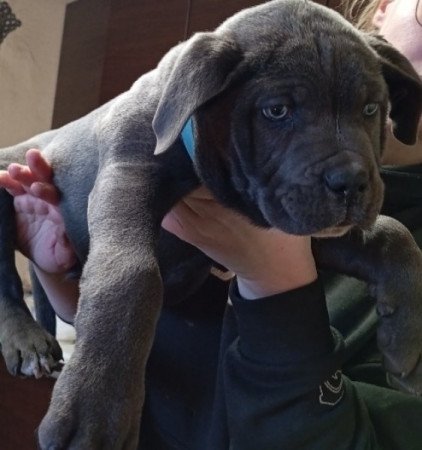 Cane Corso