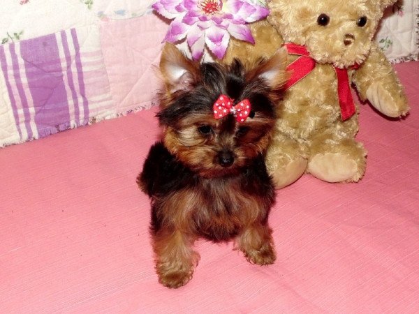 Yorkshire Terrier, Yorki