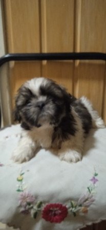 Shih-tzu