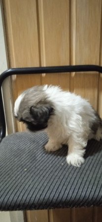 Shih-tzu