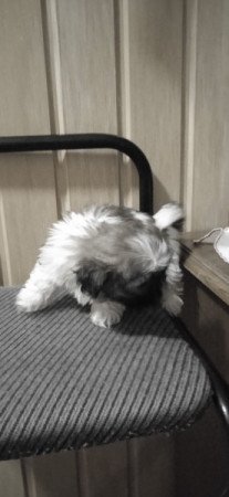 Shih-tzu