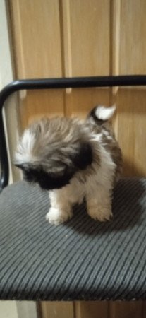 Shih-tzu