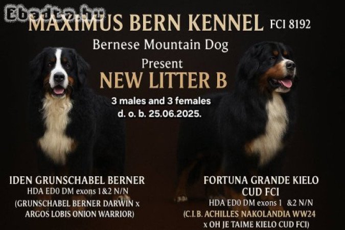 Bernese mountain dog - puppies