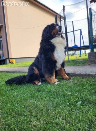 Bernese mountain dog - puppies
