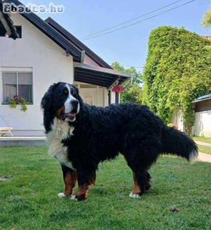 Bernese mountain dog - puppies