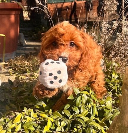 Cavalier King Charles spániel x törpe uszkár