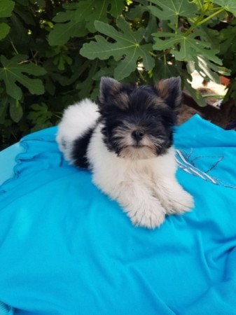 Yorkshire terrier biewer