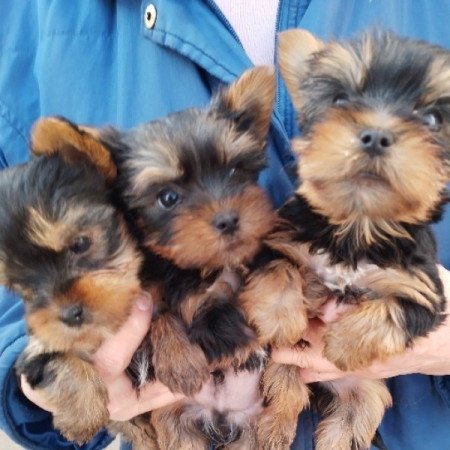 Yorkshire terrier