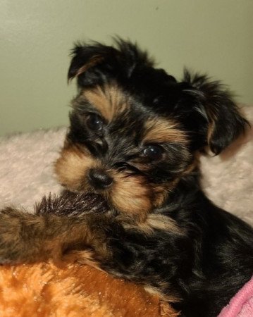 Yorkshire terrier