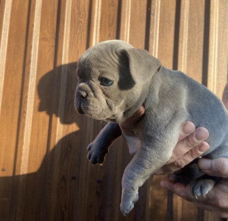 Francia bulldog