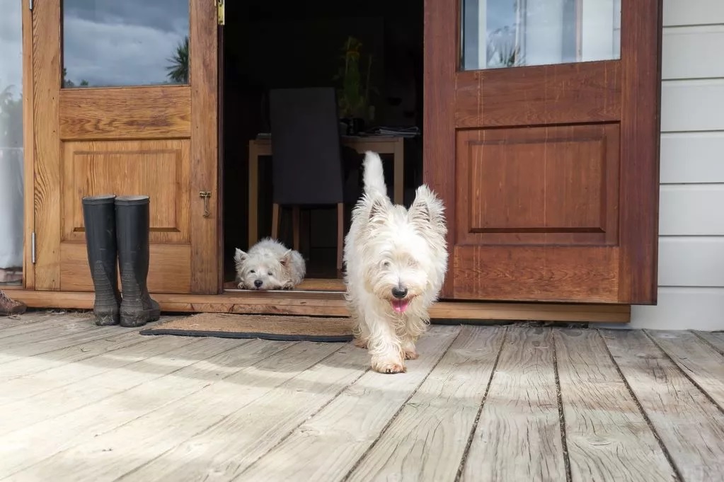 Szökésben a kutyusok