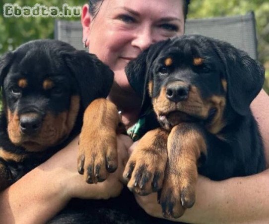 Rottweiler kölykök eladók