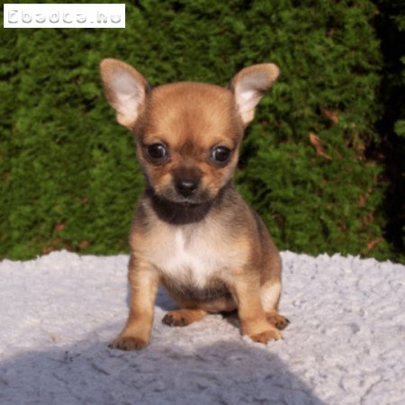 Mini csivava 06204741999